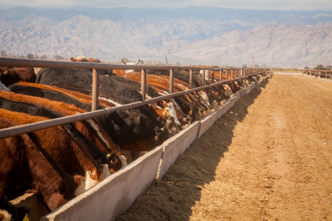 San Juan pretende triplicar la producción de carne a fines de 2019