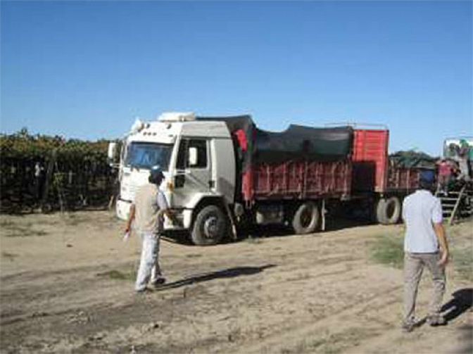 Es obligatorio el encarpado para trasladar la fruta y realizar la cosecha completa
