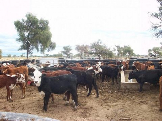 Jornada ganadera de cría bovina en Angaco