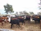 Jornada ganadera de cr&iacute;a bovina en Angaco