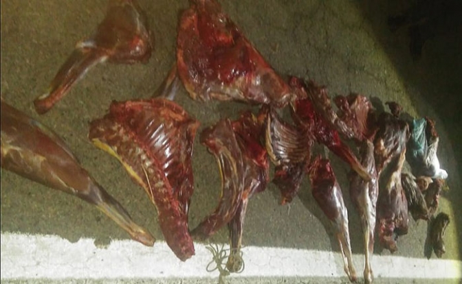 Rompieron el aislamiento obligatorio, cazaron cuatro guanacos y fueron capturados