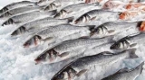 Salud Pública controlará a comercios y vendedores ambulantes de pescado