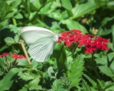 Las mariposas pirpintos, &quot;un espectáculo natural&quot; que colorea por estos días el cielo santiagueño