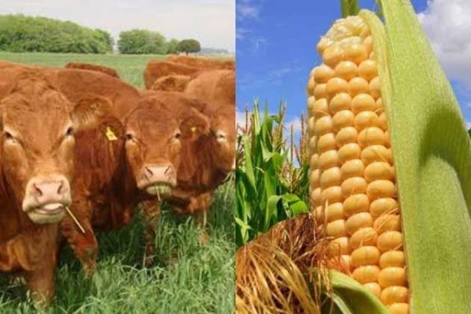 San Luis actualizó sus valores en ganadería, cereales y oleaginosas