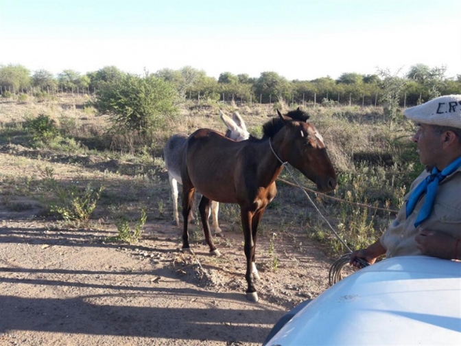 Operativos por animales sueltos