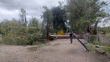 Fuerte tormenta causó estragos en Valle Fértil: crecidas, árboles caídos y cortes de luz