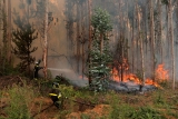 Se mantienen activos 309 incendios forestales en Chile y la situación &quot;sigue siendo muy compleja&quot;