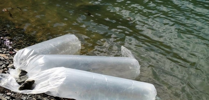 Ambiente sembró 5 mil larvas de Pejerrey en Caracoles