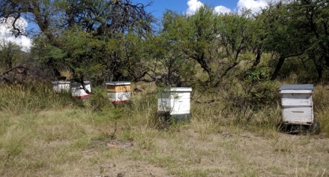 Arrancó la Octava Semana de la Miel Sanjuanina