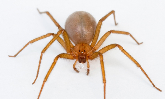 Mujer policía murió por la picadura de una &quot;araña del rincón&quot;