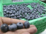 Récord de exportaciones de arándanos por vía marítima