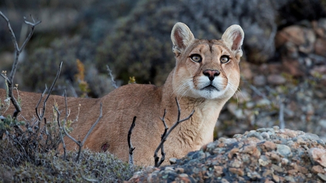 El puma deja de ser plaga y objeto de caza y se convierte en atractivo turístico