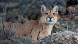 El puma deja de ser plaga y objeto de caza y se convierte en atractivo turístico