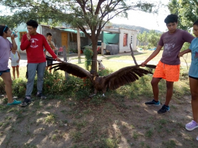 Un grupo de niños vallistas rescató un cóndor andino