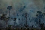 Greenpeace: “Las cifras confirman la magnitud de la catástrofe ambiental”