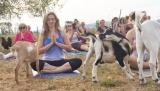 El Yoga con cabras es la última moda en los Estados Unidos