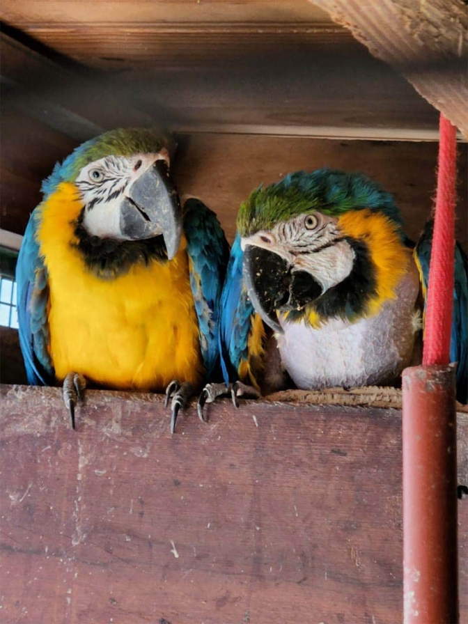 Clausuran criadero ilegal de aves y rescatan 24 ejemplares de fauna silvestre