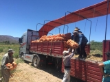 Primer envío de cebollas jachalleras con apoyo minero