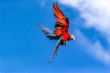 Liberan cinco guacamayos rojos en el Parque Nacional Iberá, una especie desaparecida en Argentina