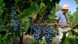 Banco de la Nación firma acuerdos para impulsar al sector vitivinícola