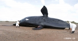Chubut: ya son 30 las ballenas muertas en el Golfo Nuevo