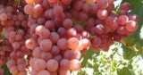 Preinscripci&oacute;n de productores de uva en fresco para exportar a China