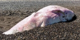 Greenpeace: “No podemos permitir que el plástico mate a la fauna marina”