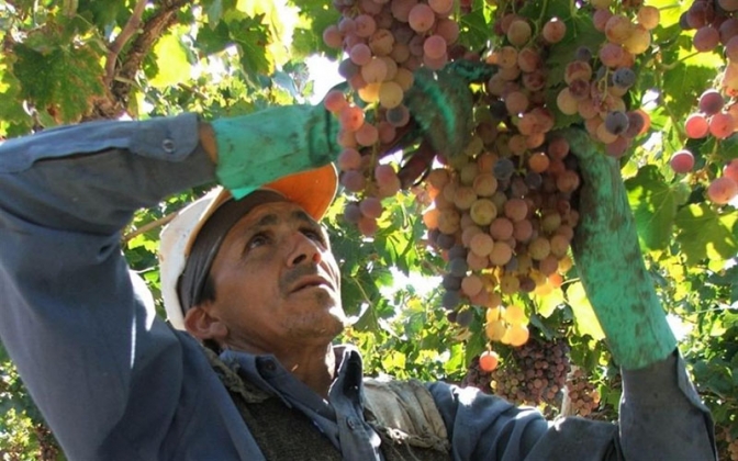 Programa de financiamiento para productores vitícolas