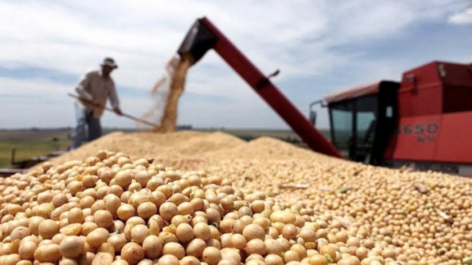 Las exportaciones de soja sin procesar crecieron 50%, mientras que los envíos de harina bajaron 10%