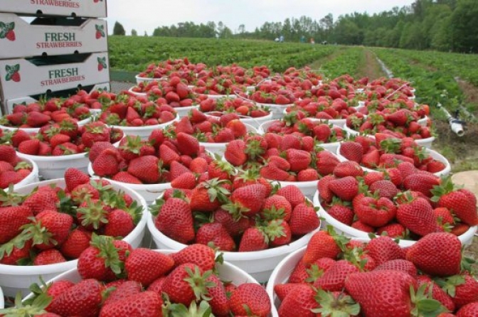 Mar del Plata exportará más de 160 mil kilos de frutilla congelada