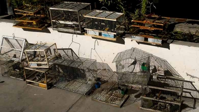 En intensos operativos de conservación fueron rescatadas 16 aves