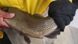 Ambiente trabaja en la cr&iacute;a de 15 mil Truchas Arco Iris
