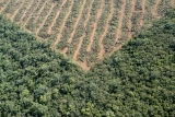 Deforestación en el norte de Argentina- Informe anual 2016