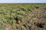 Chaco: Greenpeace encuentra topadora arrasando bosques a pesar de fallo judicial