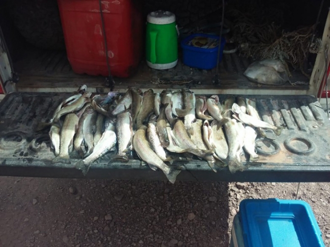 En operativo de pesca fueron decomisadas 75 truchas