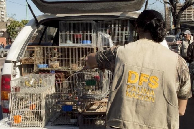 Rescataron a 70 animales silvestres en la Feria de Pompeya