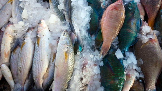 Recomendaciones para la venta y el consumo de pescado