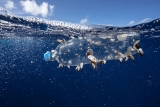 Científicos presentan innovador estudio para proteger los océanos