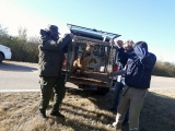 Gendarmería libera a un ejemplar de puma