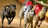 Diputados aprobó prohibición de carreras de galgos