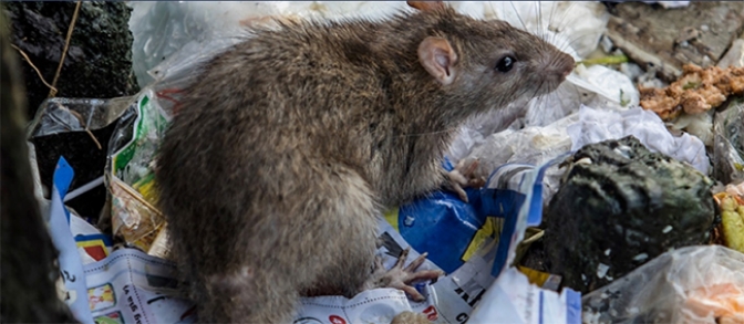 Cómo prevenir el contagio de hantavirus
