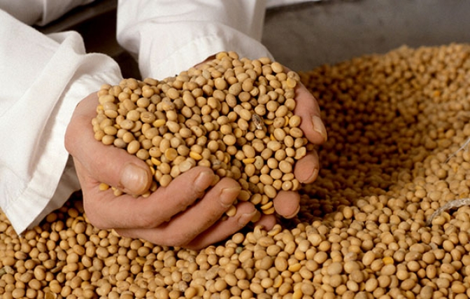 Soja cierra con alzas en Argentina