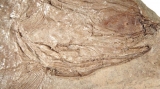 Hallaron en Mendoza restos de un pez de 240 millones de años