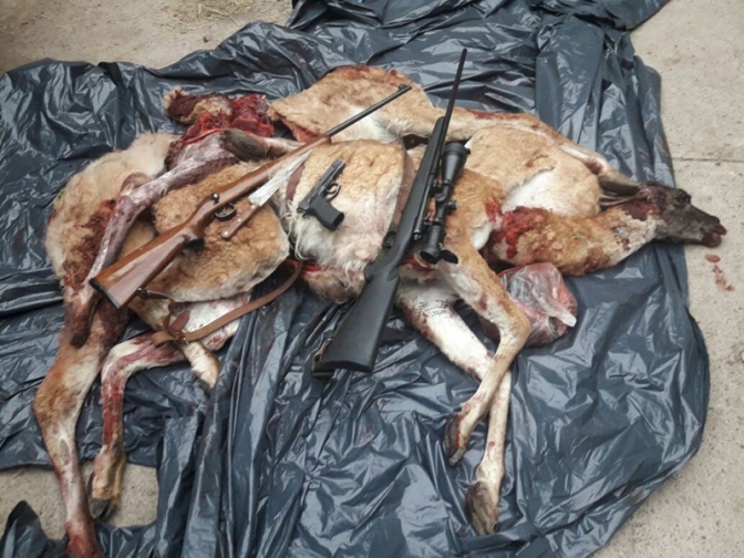Ambiente decomisó dos guanacos sin vida y una importante cantidad de armas