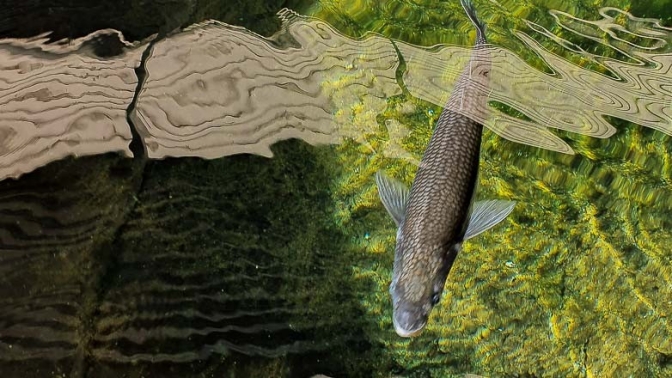 La producción de pejerreyes en el Parque de la Biodiversidad alcanzó los 10 mil ejemplares