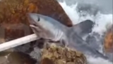 Mar del Plata: un tiburón apareció en Playa Grande