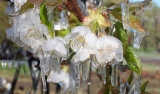 Emergencia agropecuaria en San Juan por heladas y nevadas