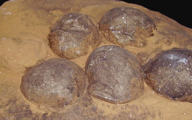 Hallan huevos de dinosaurio con embriones que datan de 70 millones de años