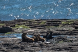 El Parque Nacional Islote Lobos se integrará en lo turístico con el balneario Playas Doradas
