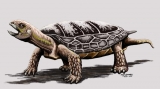 Una tortuga que habitó suelo sanjuanino hace 205 millones de años es el nuevo descubrimiento paleontológico